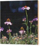 Purple Coneflowers Echinacea Wood Print