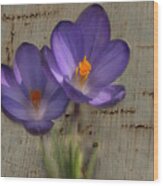 Purple Crocus Flower  On Metal Wood Print