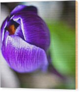 Purple Crocus Wood Print