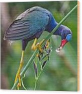 Purple Gallinule Wood Print