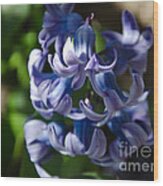 Purple Hyacinth Wood Print