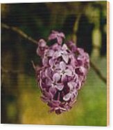 Purple Lilac Wood Print