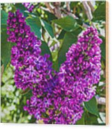 Purple Lilac Love Wood Print