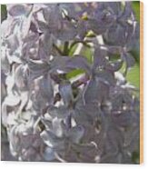 Purple Lilacs Iv Wood Print