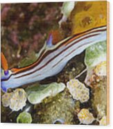 Purple-lined Seaslug Wood Print