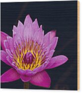 Purple Lotus Flower Wood Print