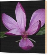 Purple Magnolia Wood Print