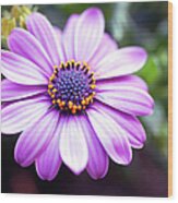 Purple Margarita, Close Up Wood Print