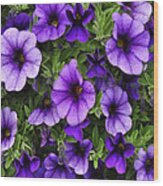 Purple Morning Glories Wood Print