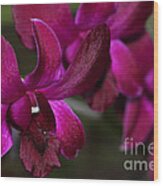 Purple Orchid Wood Print