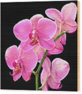Purple Orchid On Black Wood Print