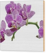 Purple Orchid-3 Wood Print