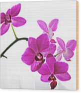 Purple Orchids Ii Wood Print