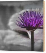 Purple Pond Lily Wood Print