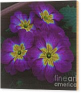 Purple Primrose Wood Print