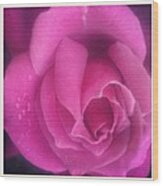 Purple Rose Confection Wood Print