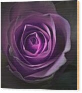 Purple Rose Flower - Macro Flower Photograph Wood Print