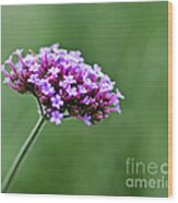 Purple Top Flower Wood Print