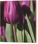 Purple Tulip Wood Print