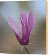 Purple Tulip Magnolia Wood Print