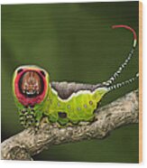 Puss Moth Caterpillar Switzerland Wood Print