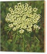 Queen Anne's Lace Wood Print