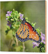 Queen Butterfly Wood Print