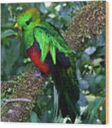 Quetzal Wood Print