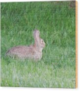 Rabbit In The Grass Wood Print