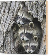 Raccoon Trio At Den Minnesota Wood Print