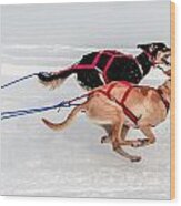 Racing Sled Dogs Wood Print