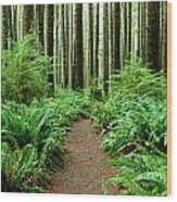 Rain Forest Ferns Wood Print