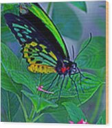 Rainbow Butterfly Wood Print