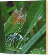 Raindrop In The Grass Wood Print