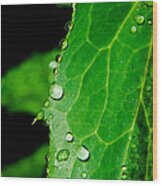 Raindrops On Green Leaf Wood Print