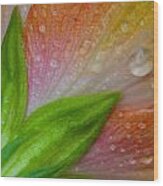 Rained Hibiscus Wood Print