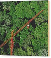 Rainforest Canopy Research Crane Stri Wood Print