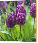 Rainy Tulips 1 Wood Print