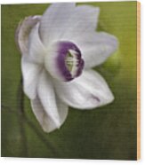 Ranunculaceae Flower Wood Print
