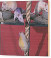 Rats Climbing Rope Wood Print