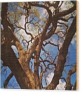 Picnic Under The Giant Oak Tree Wood Print