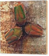 Really Cool Beetles We Saw On A Tree Wood Print