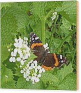 Red Admiral Butterfly Wood Print