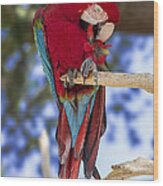 Red And Green Macaw Wood Print
