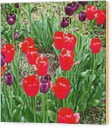 Red And Purple Tulips Wood Print
