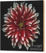 Red And White Dahlia Wood Print