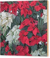 Red And White Poinsettias Wood Print
