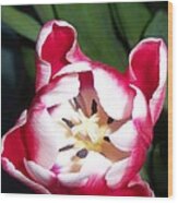 Red And White Tulip Wood Print