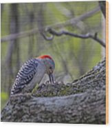 Red-bellied Woodpecker 2 Wood Print