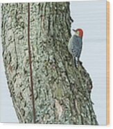 Red-bellied Woodpecker Wood Print